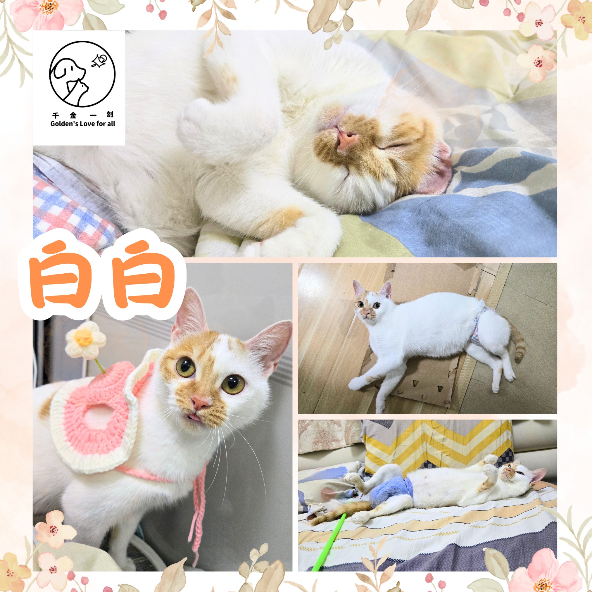 白白